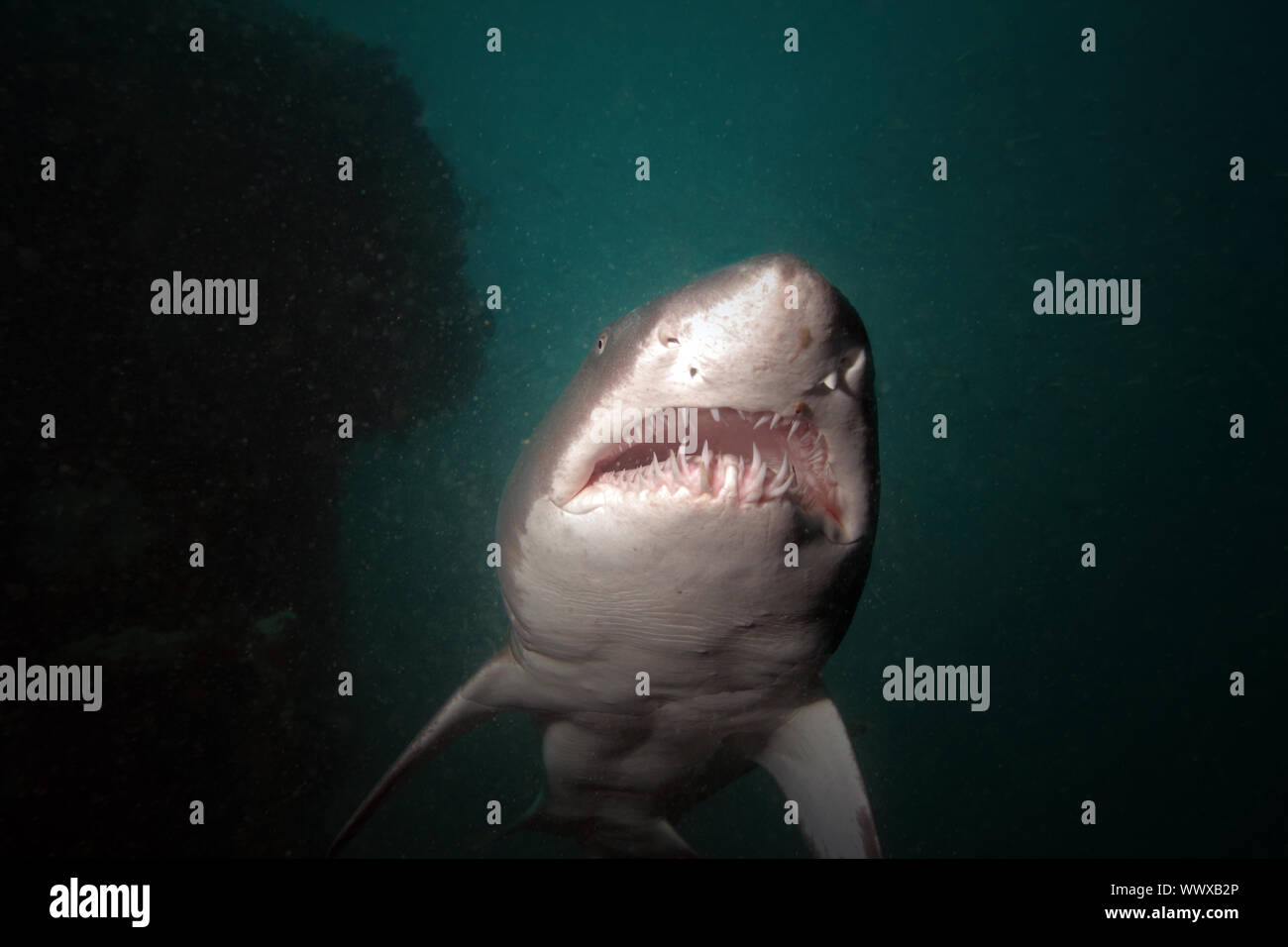 Un sand tiger shark croisières par sur un naufrage au large de la côte de la Caroline du Nord Banque D'Images