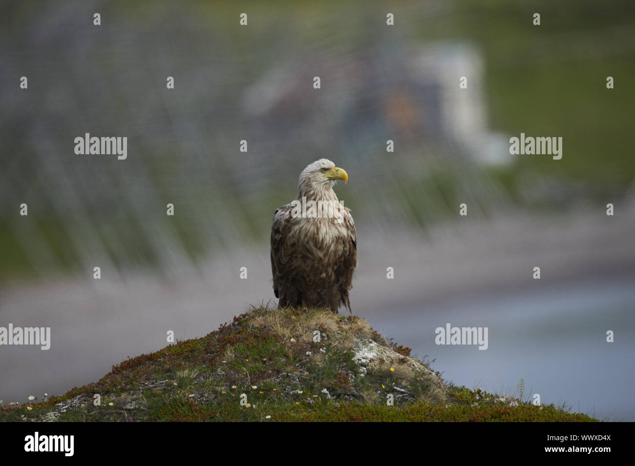 Seeadler Banque D'Images
