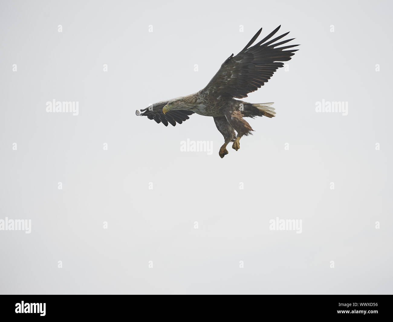 Seeadler Banque D'Images