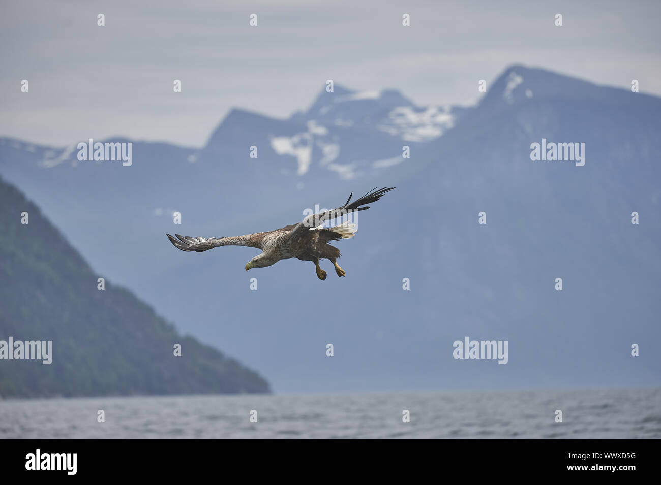 Seeadler Banque D'Images