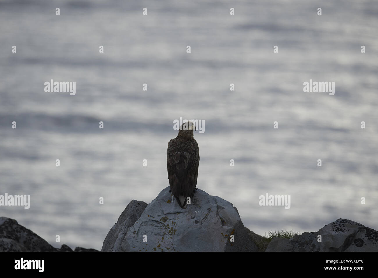 Seeadler Banque D'Images