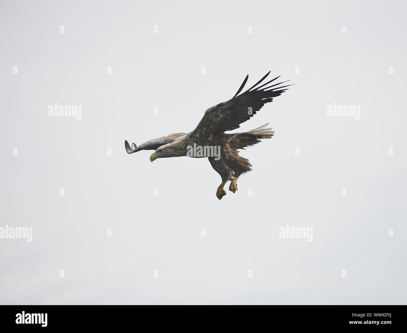 Seeadler Banque D'Images