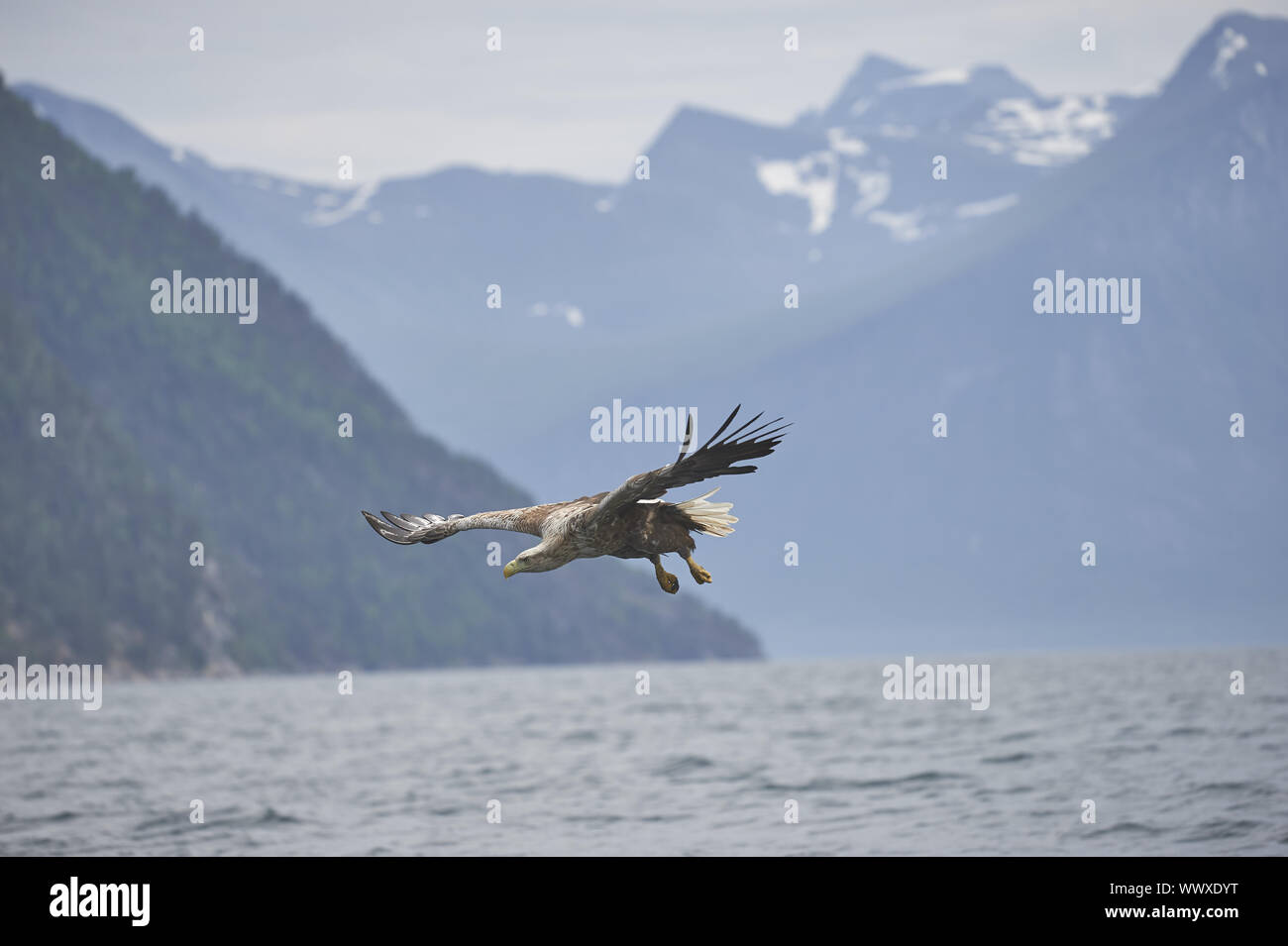 Seeadler Banque D'Images