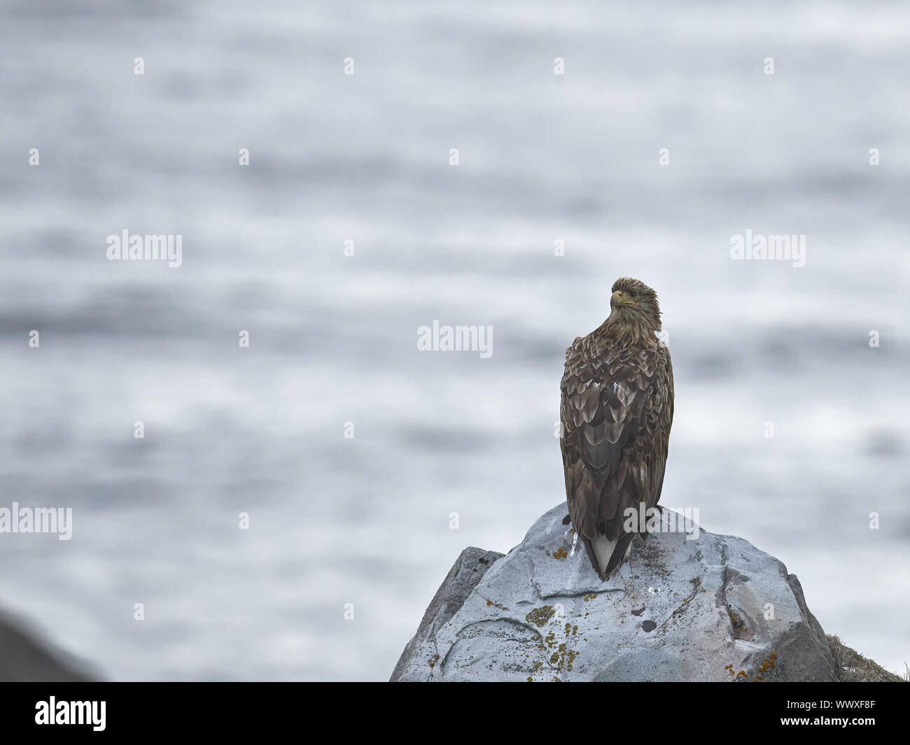 Seeadler Banque D'Images