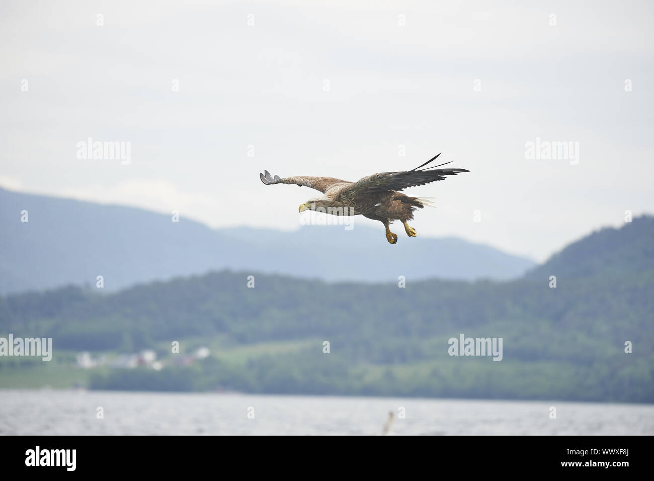 Seeadler Banque D'Images