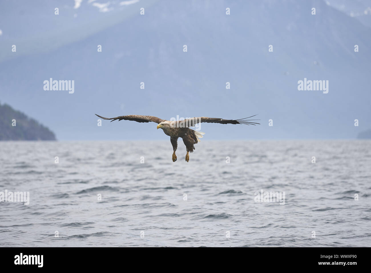 Seeadler Banque D'Images