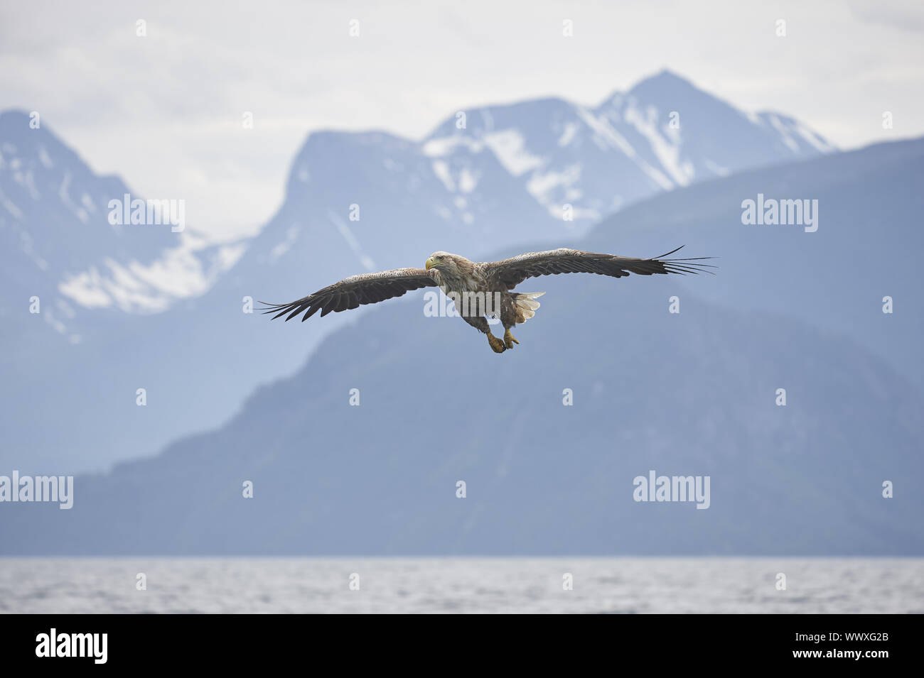 Seeadler Banque D'Images