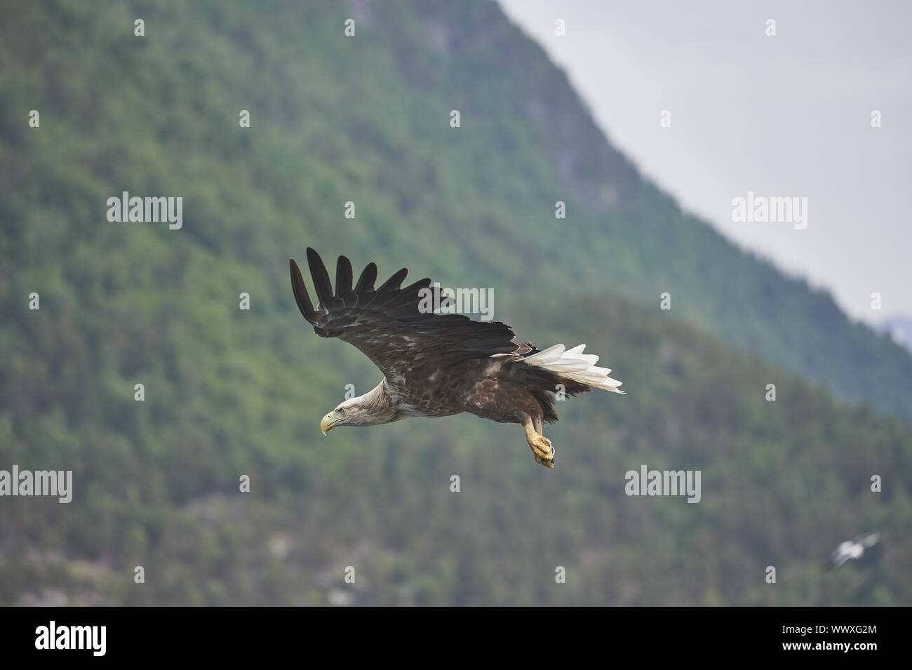 Seeadler Banque D'Images