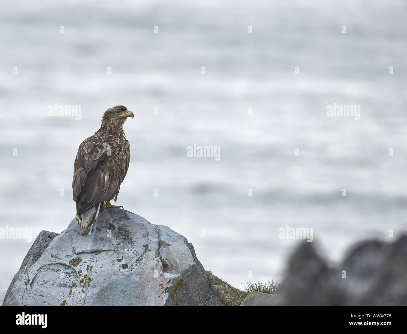 Seeadler Banque D'Images