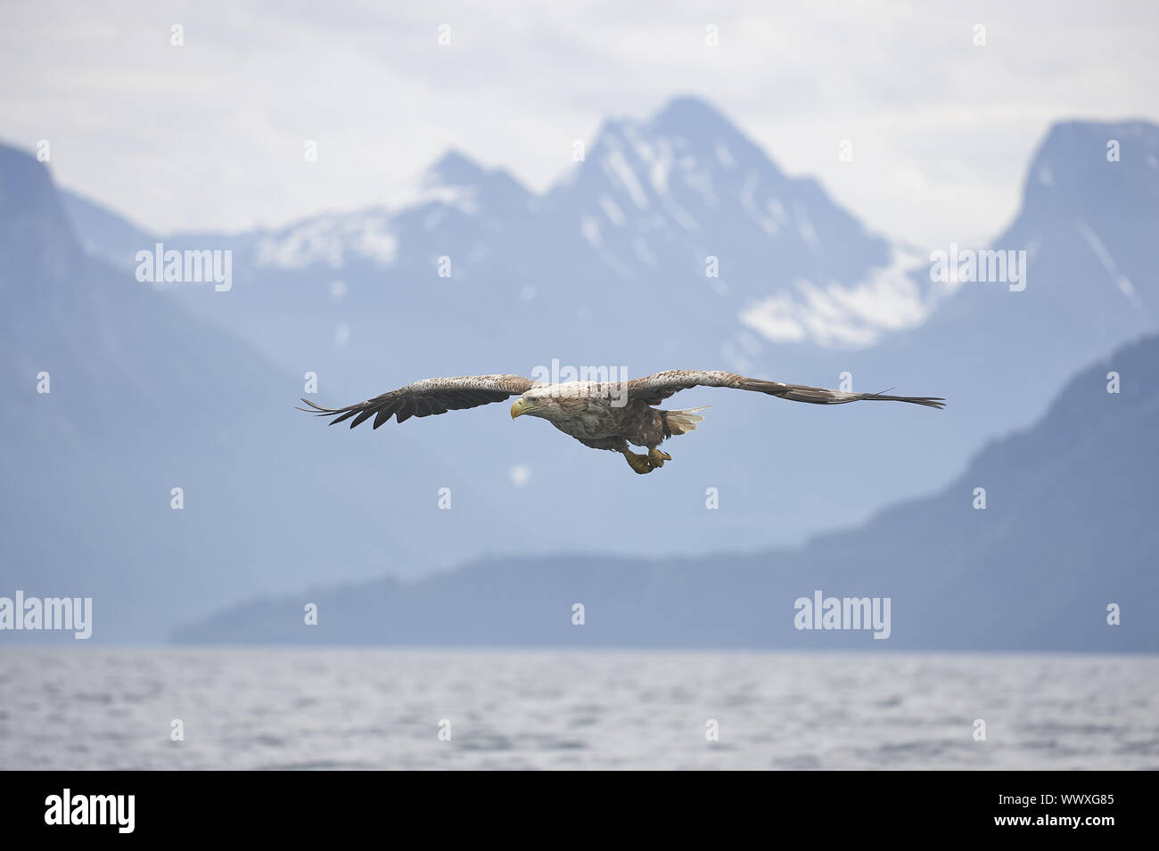 Seeadler Banque D'Images