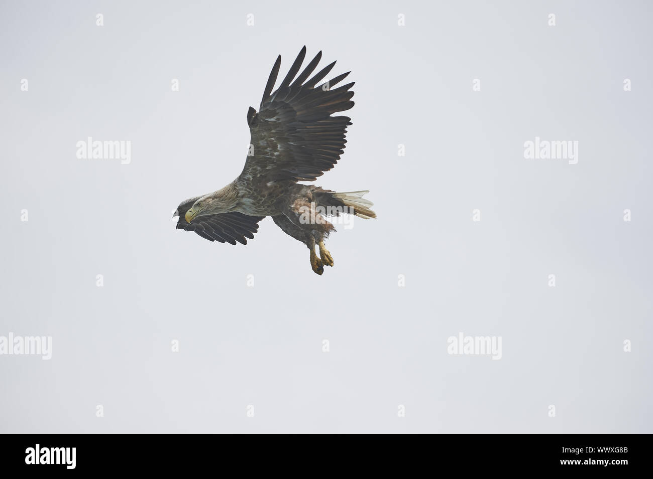 Seeadler Banque D'Images