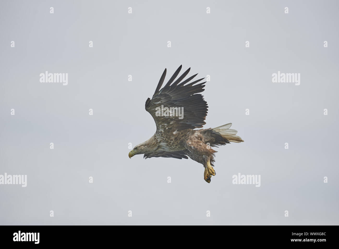 Seeadler Banque D'Images