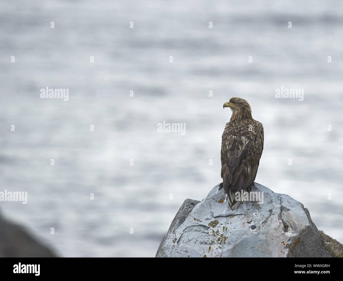 Seeadler Banque D'Images