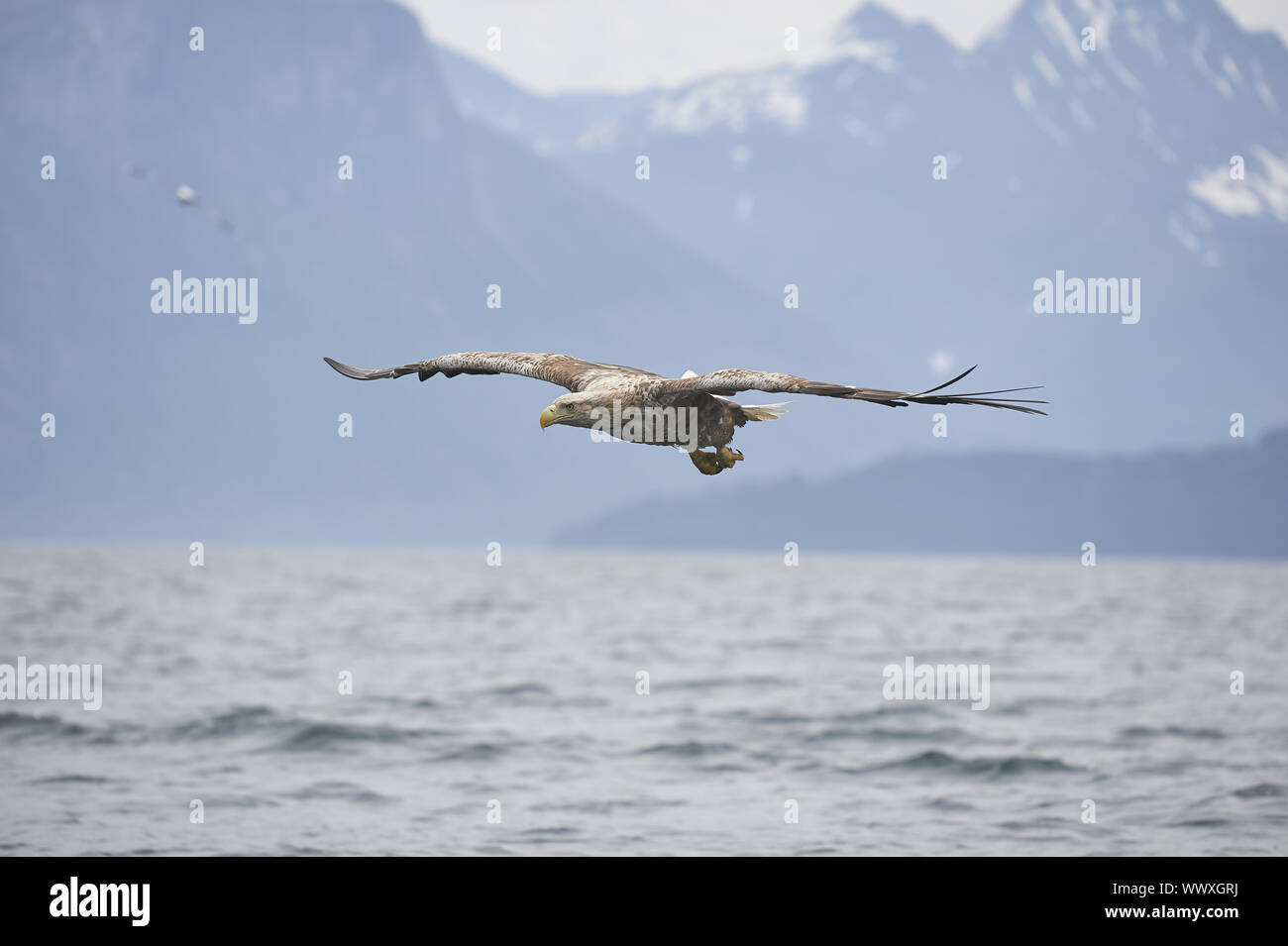 Seeadler Banque D'Images