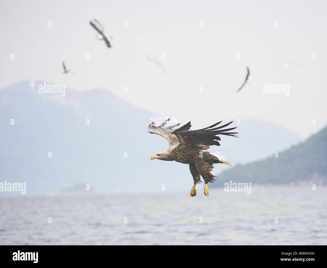 Seeadler Banque D'Images