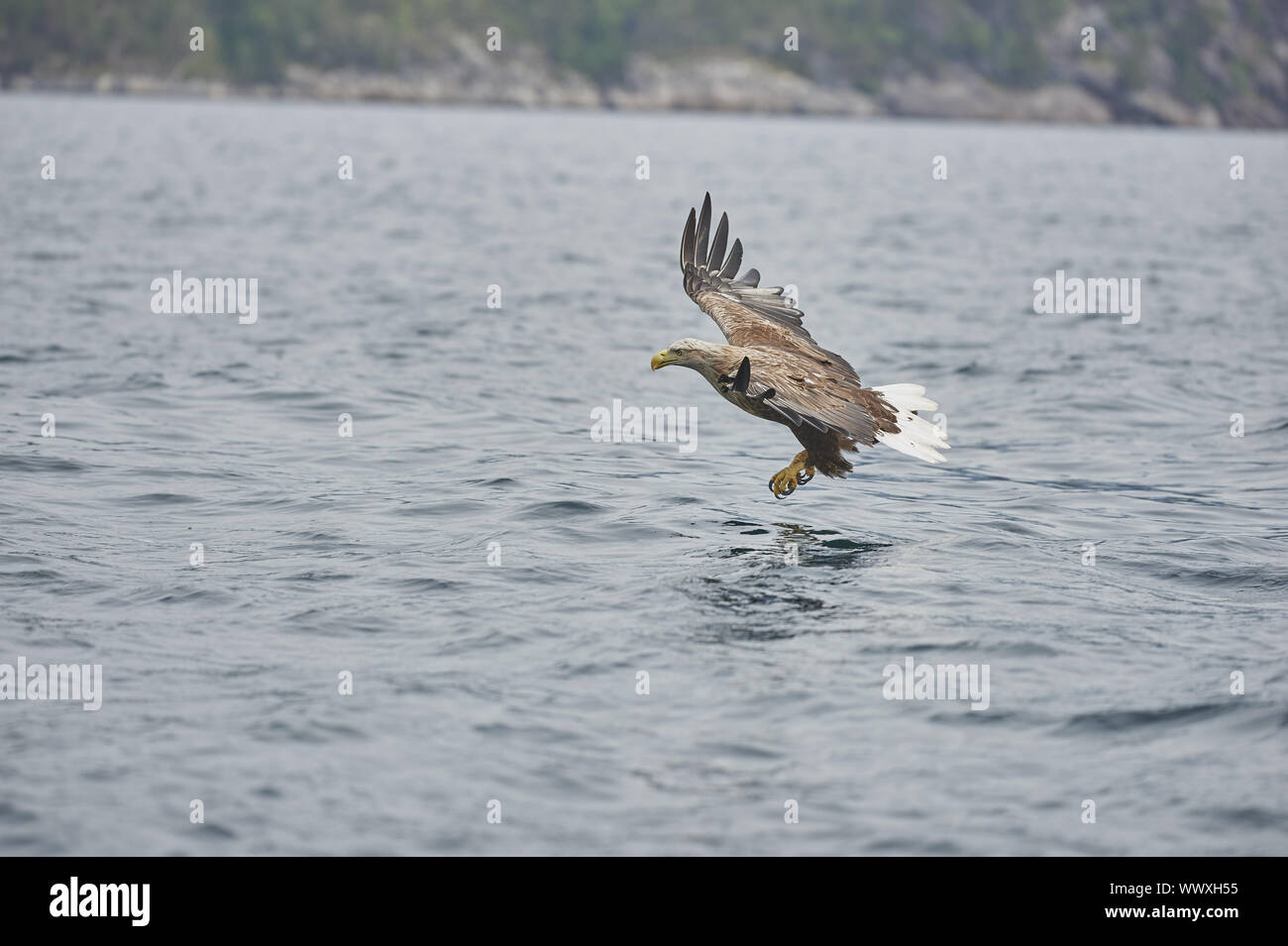 Seeadler Banque D'Images