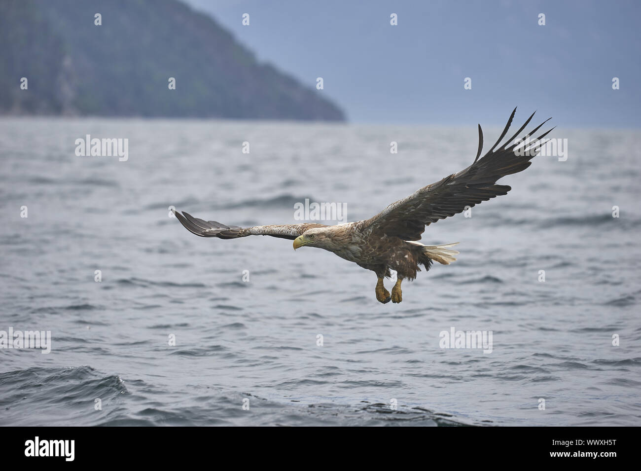 Seeadler Banque D'Images