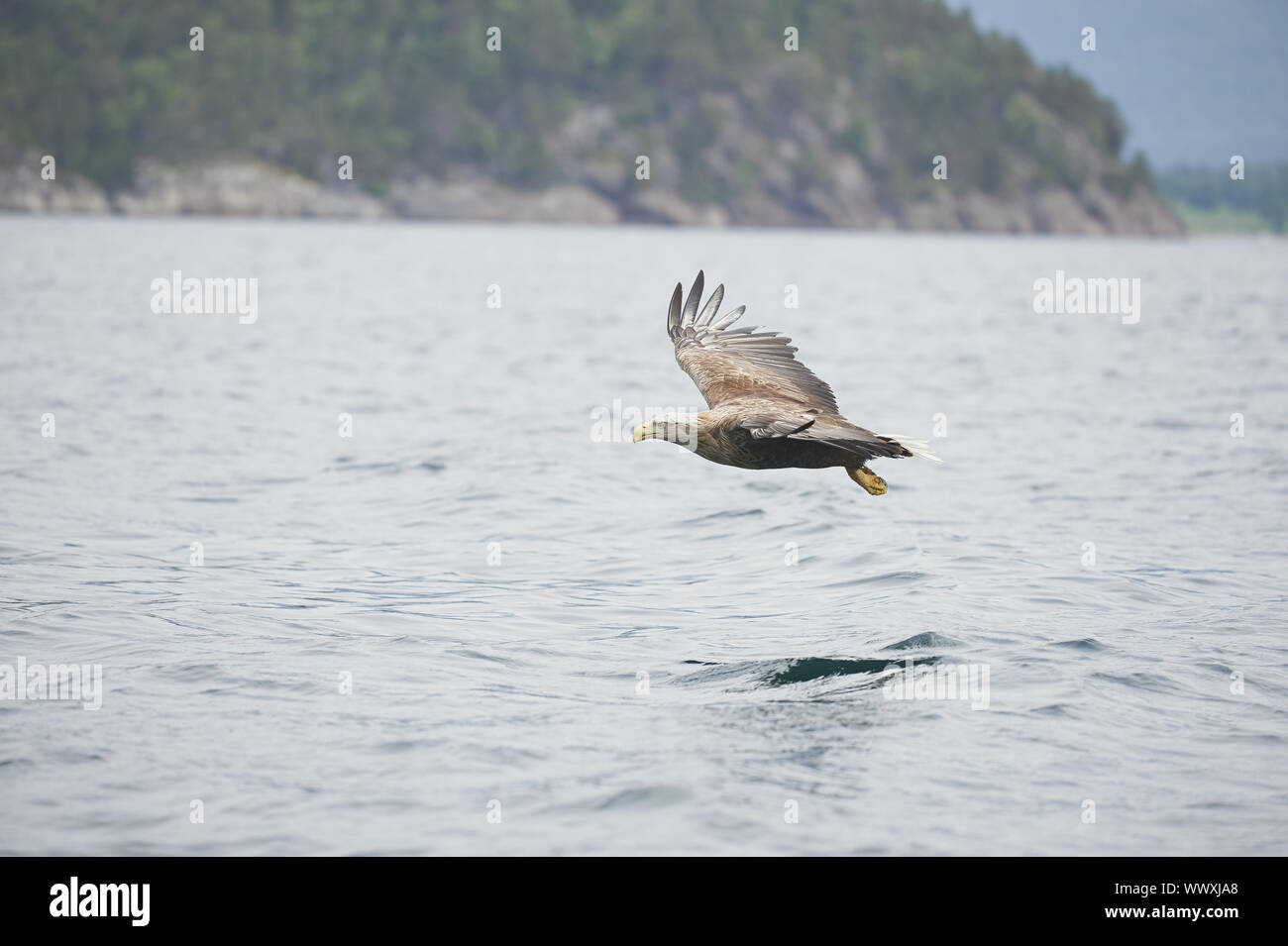 Seeadler Banque D'Images