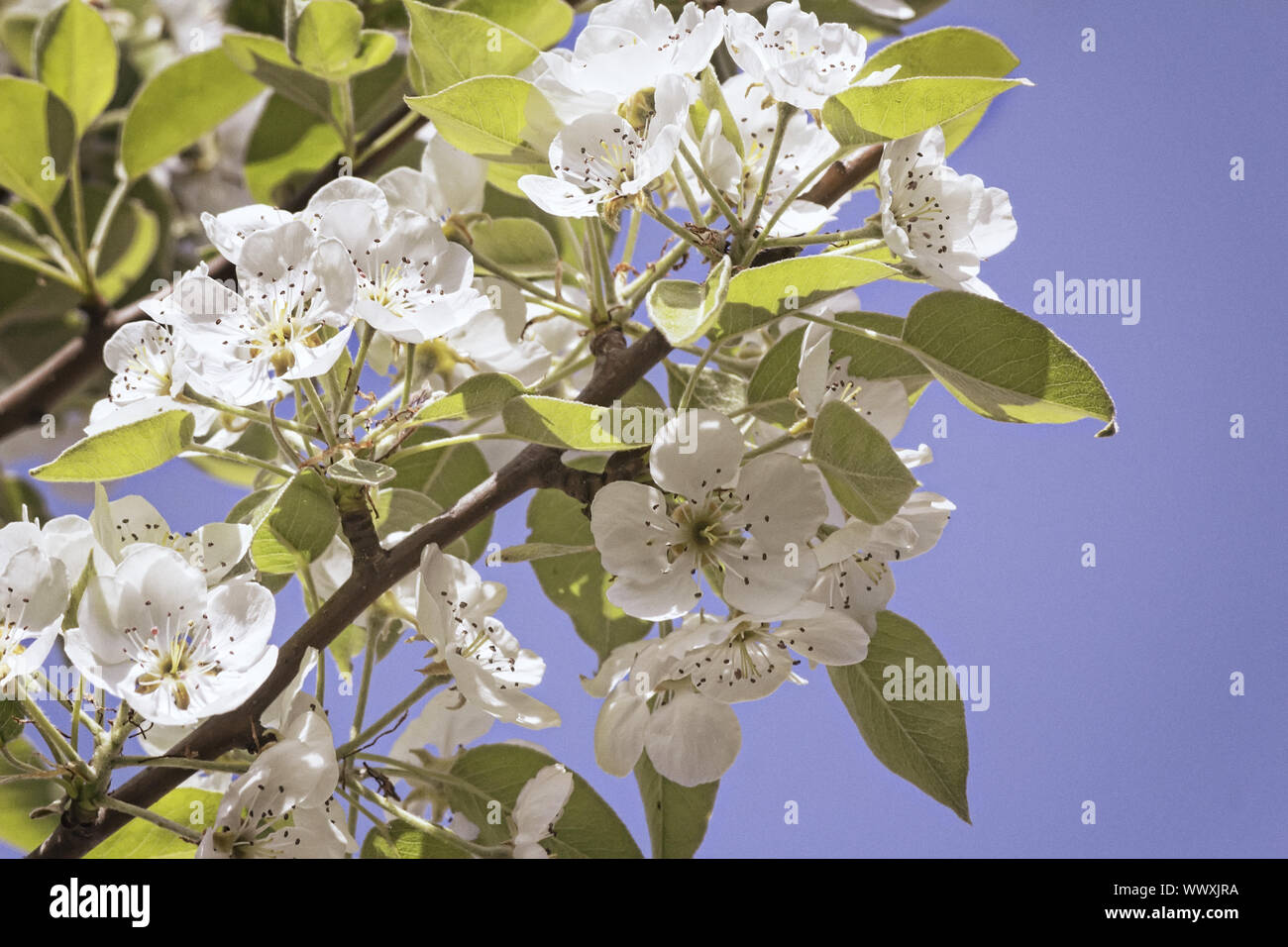 Une succursale d'une poire en fleurs sur fond de ciel bleu. Banque D'Images