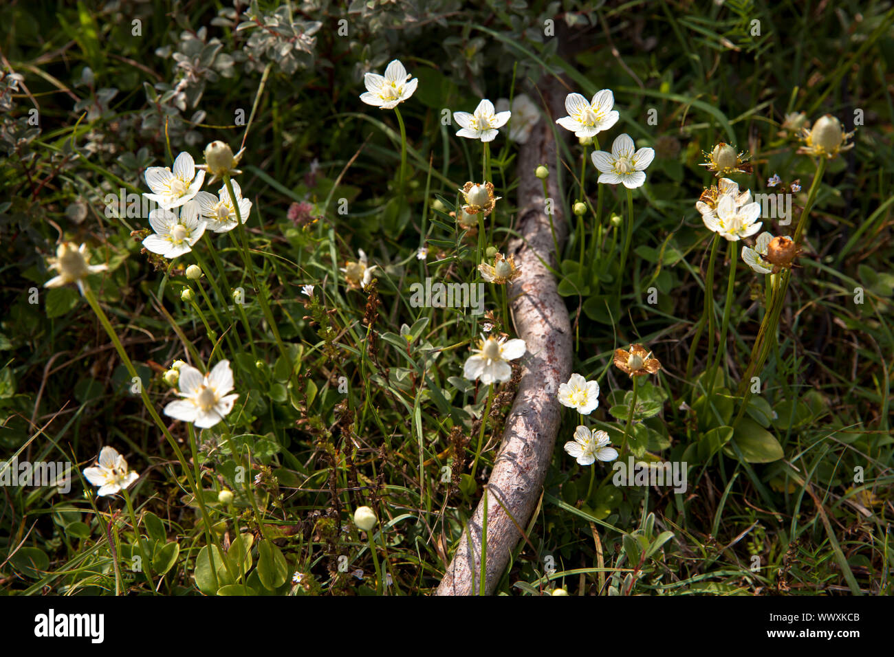 Marsh grass de Parnassus (Parnassia palustris) dans le parc naturel de l'Oranjezon près de Vrouwenpolder sur la presqu'île de Walcheren, Zélande, Pays-Bas. Somme Banque D'Images