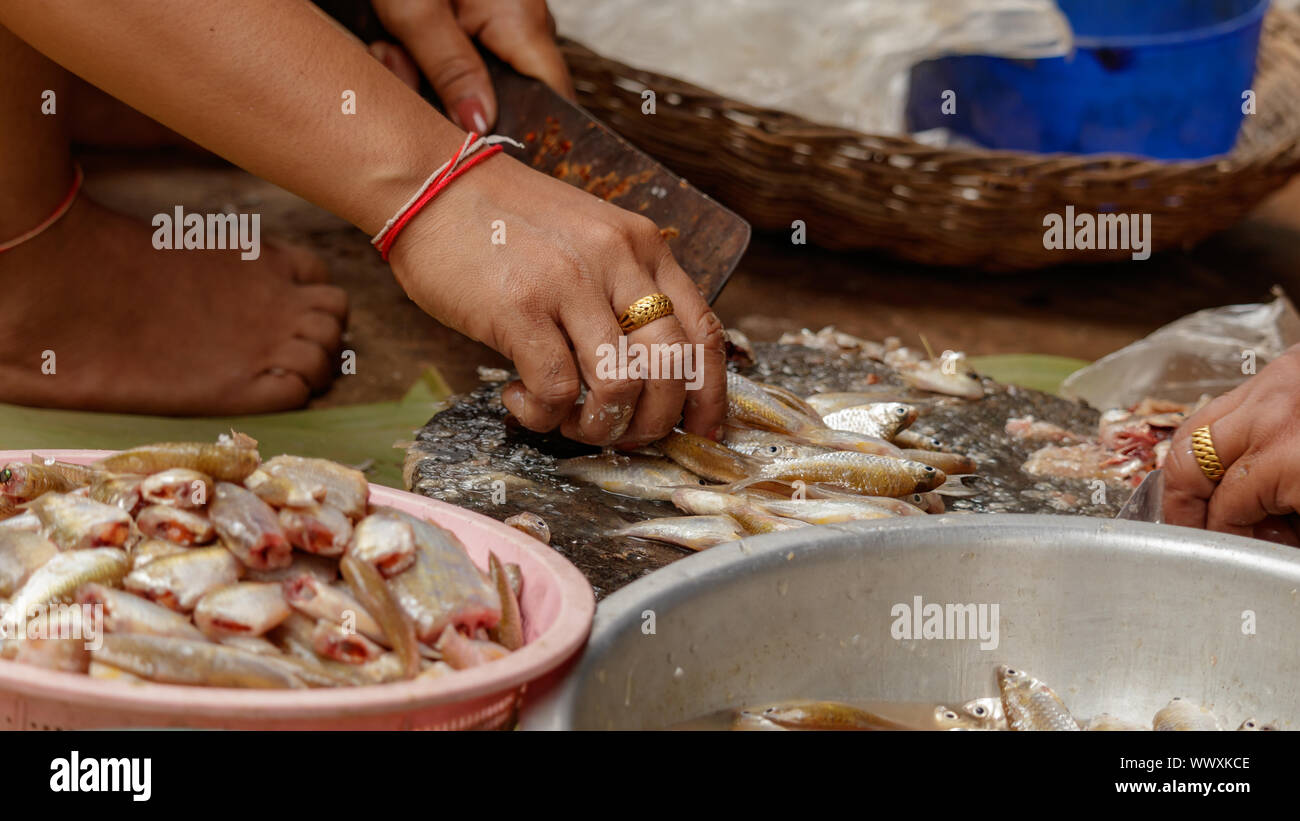 En préparation du poisson pour le déjeuner dans un village rural de l'Asie. Banque D'Images
