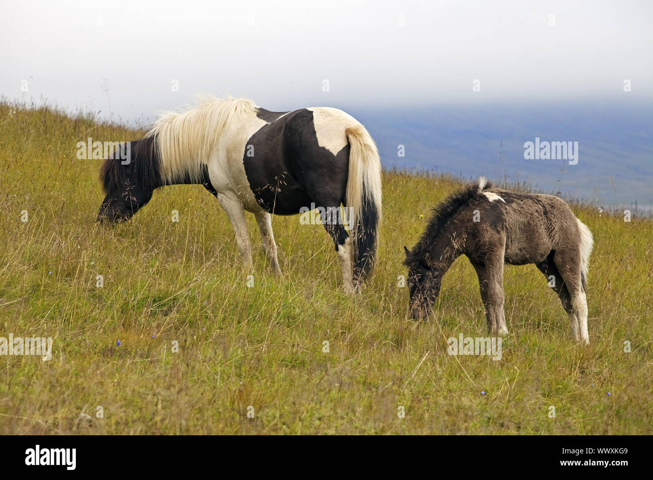 Islandic, Cheval (Equus przewalskii f. caballus), mare avec poulain, Seydisfjoerdur, Islande, Europe Banque D'Images