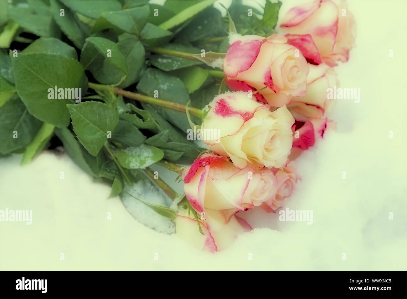 Un bouquet de belles roses dans la neige. Effet Polaroid Banque D'Images