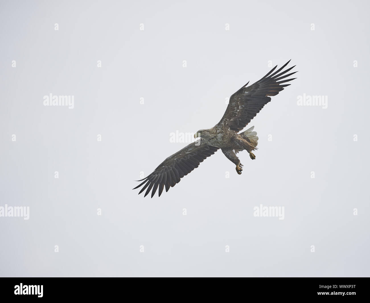 Seeadler Banque D'Images