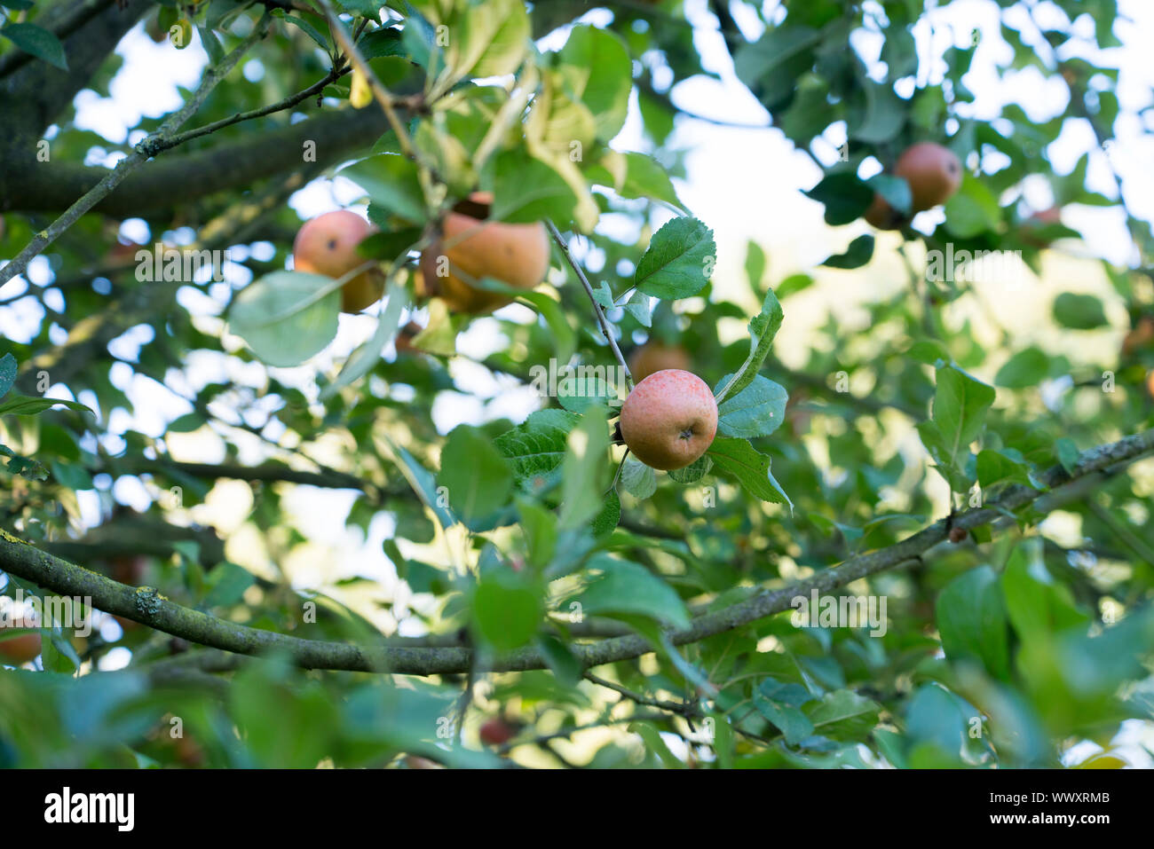 Hadelner Rotfranch, pomme, variété ancienne, l'Allemagne, de l'Europe Banque D'Images