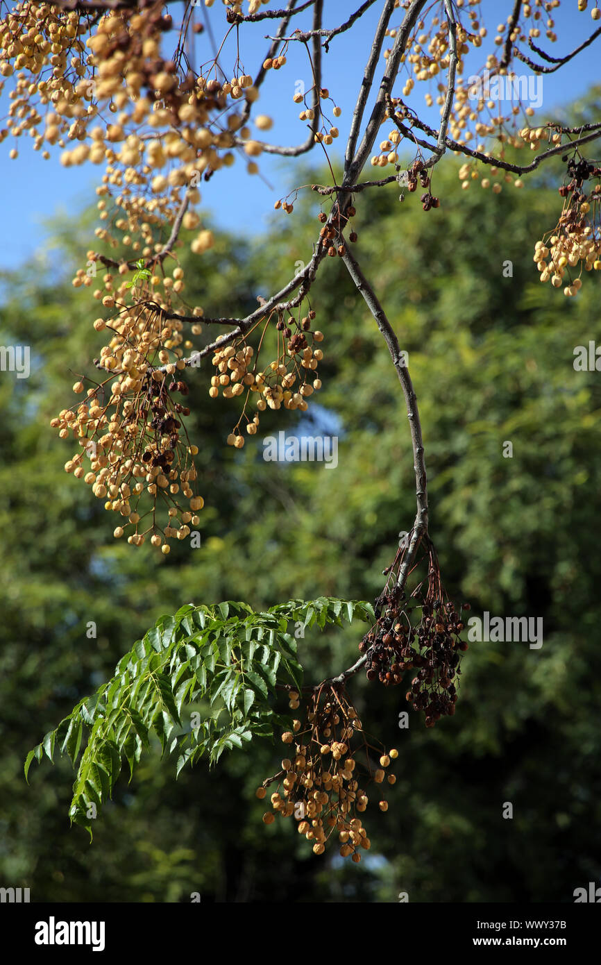 Melia azedarach chinaberry tree (persan), lilas, aîné ou chinois arbre paternoster Banque D'Images