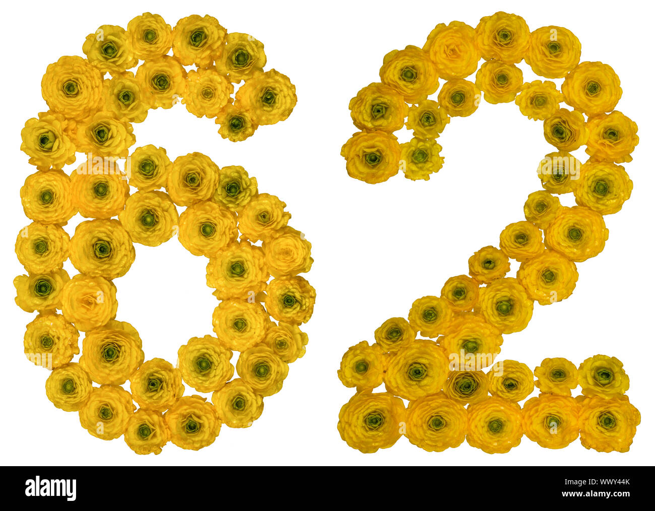 Chiffre arabe 62, soixante-deux, de fleurs jaunes de la renoncule, isolé sur fond blanc Banque D'Images