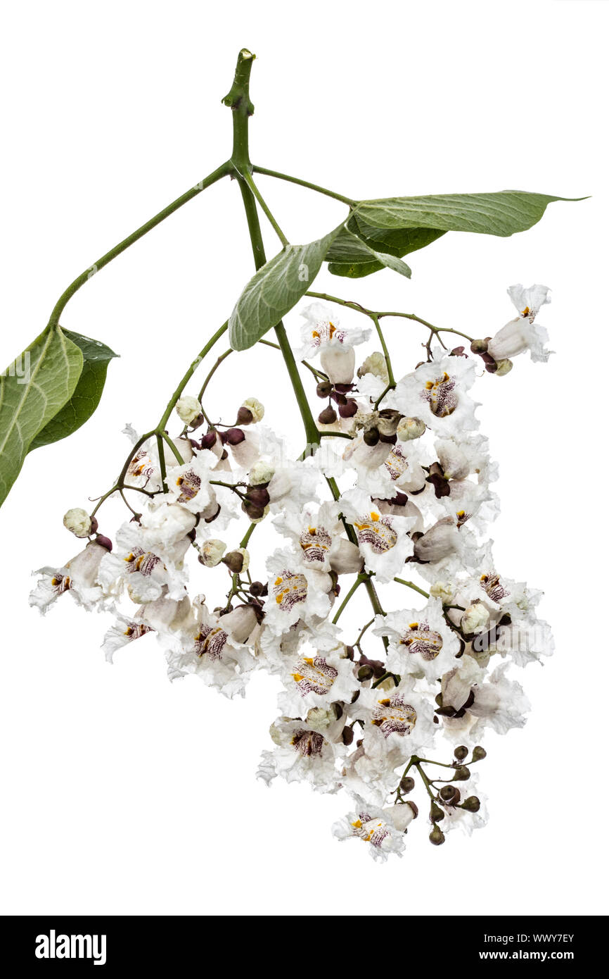 Arbre en fleurs de Catalpa, lat. Catalpa speciosa, isolé sur fond blanc Banque D'Images