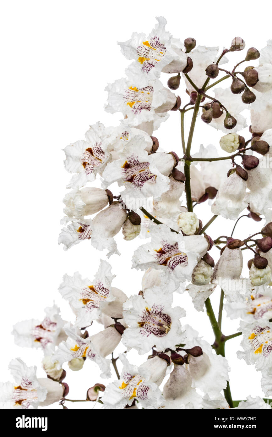 Arbre en fleurs de Catalpa, lat. Catalpa speciosa, isolé sur fond blanc Banque D'Images