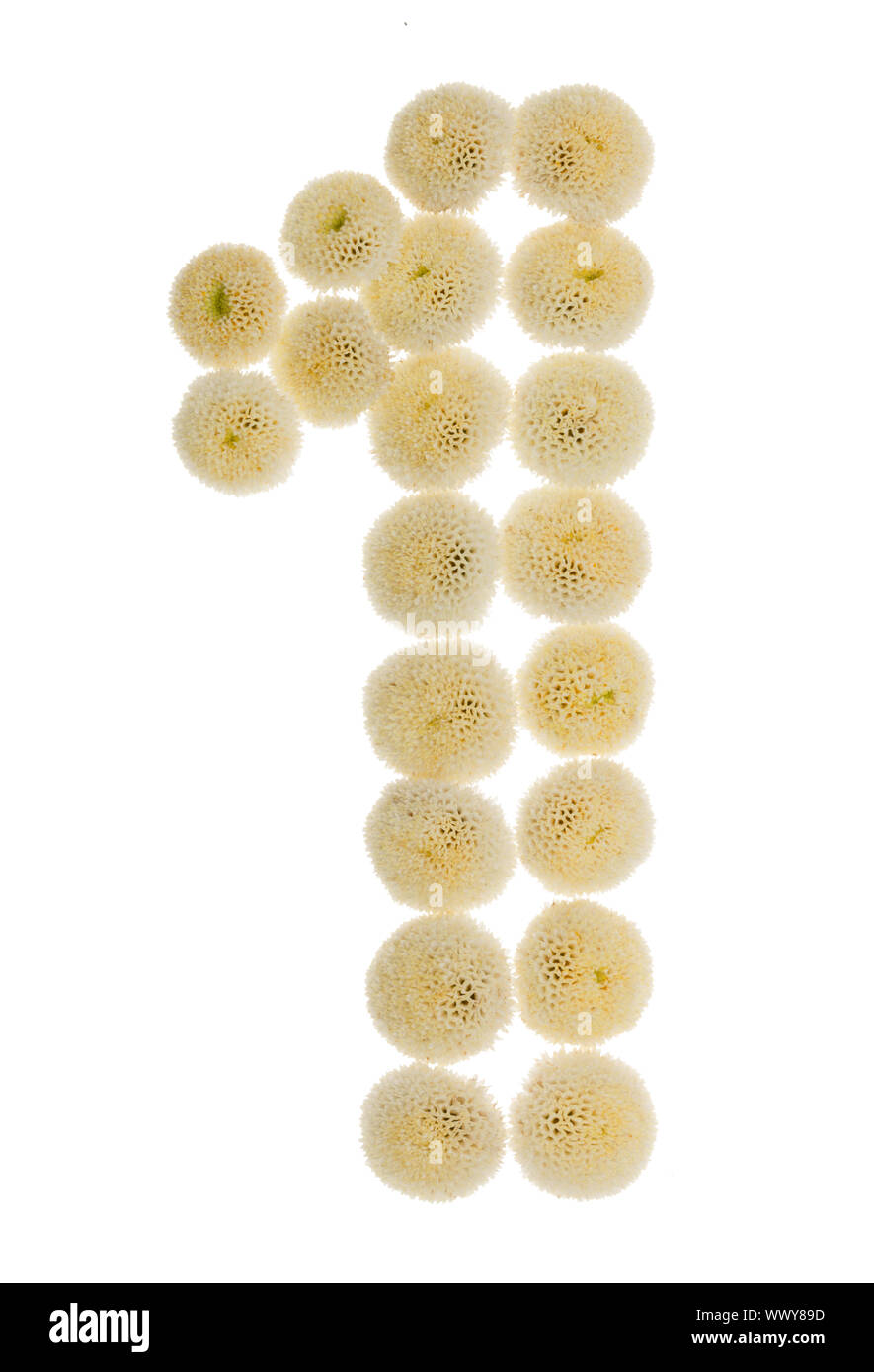 Chiffre arabe 1, l'une, à partir de crème fleurs de chrysanthème, isolé sur fond blanc Banque D'Images