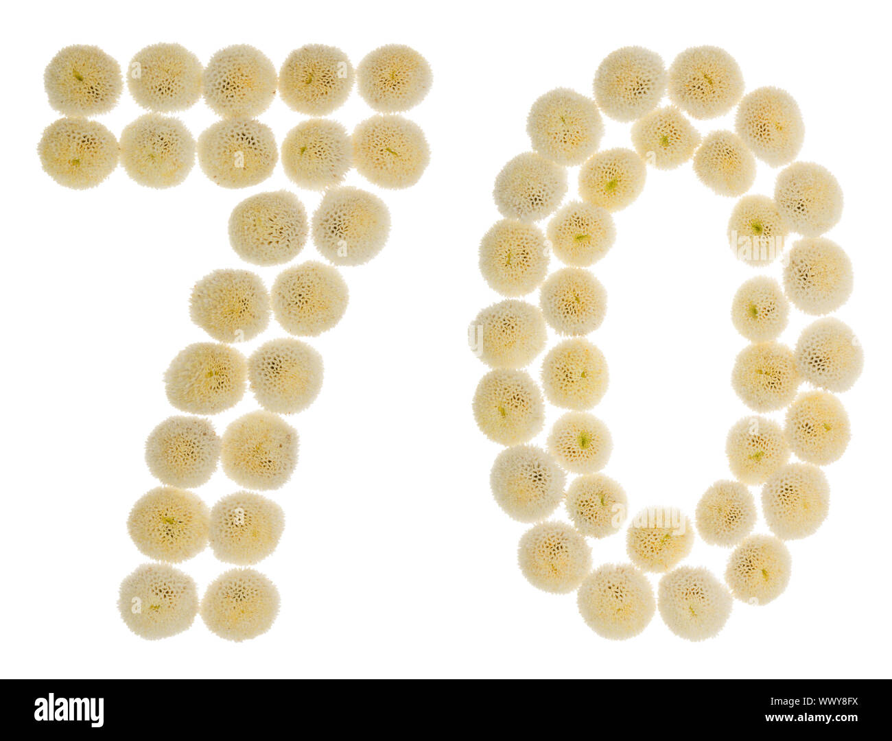 Chiffre arabe 70, soixante-dix, à partir de crème fleurs de chrysanthème, isolé sur fond blanc Banque D'Images
