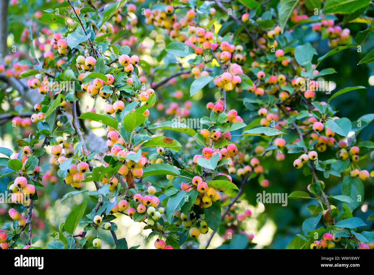Les pommes décoratives à l'automne, les pommes d'ornement, l'Allemagne, de l'Europe Banque D'Images