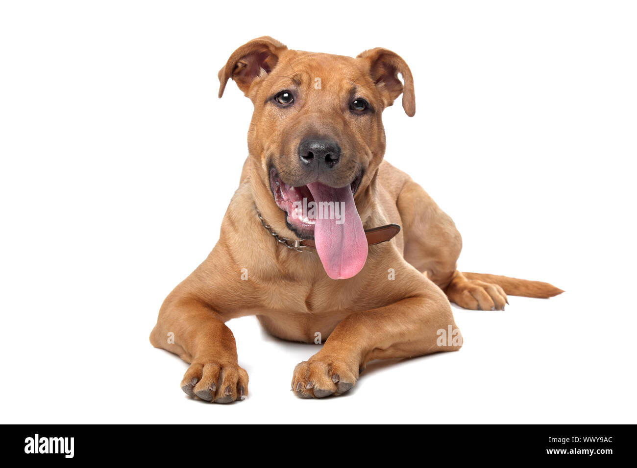 Mixed breed dog( Stafford Terrier) devant un fond blanc Banque D'Images