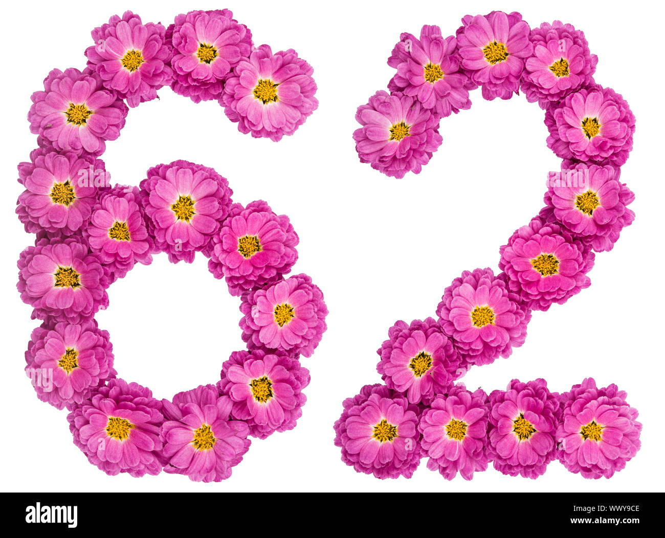 Chiffre arabe 62, soixante-deux, des fleurs de chrysanthème, isolé sur fond blanc Banque D'Images
