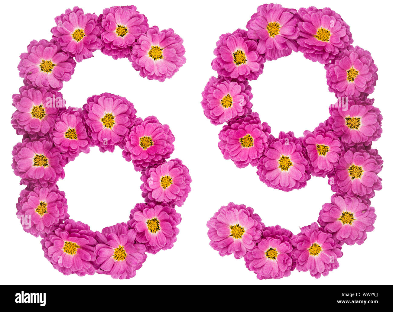 Chiffre arabe 69, soixante-neuf, des fleurs de chrysanthème, isolé sur fond blanc Banque D'Images