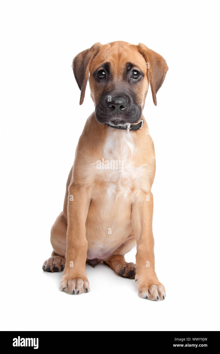 Mixed breed puppy. mix à partir d'un boxer et d'un labrador Photo Stock -  Alamy
