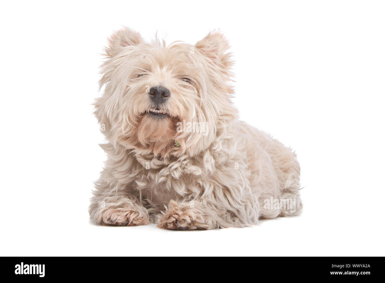 West Highland White Terrier devant un fond blanc Banque D'Images