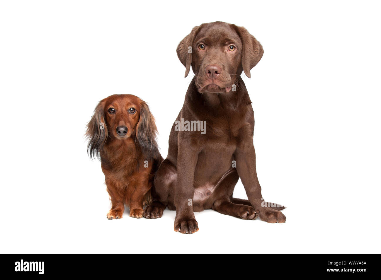 Et un teckel chiot labrador chocolat in front of white Banque D'Images