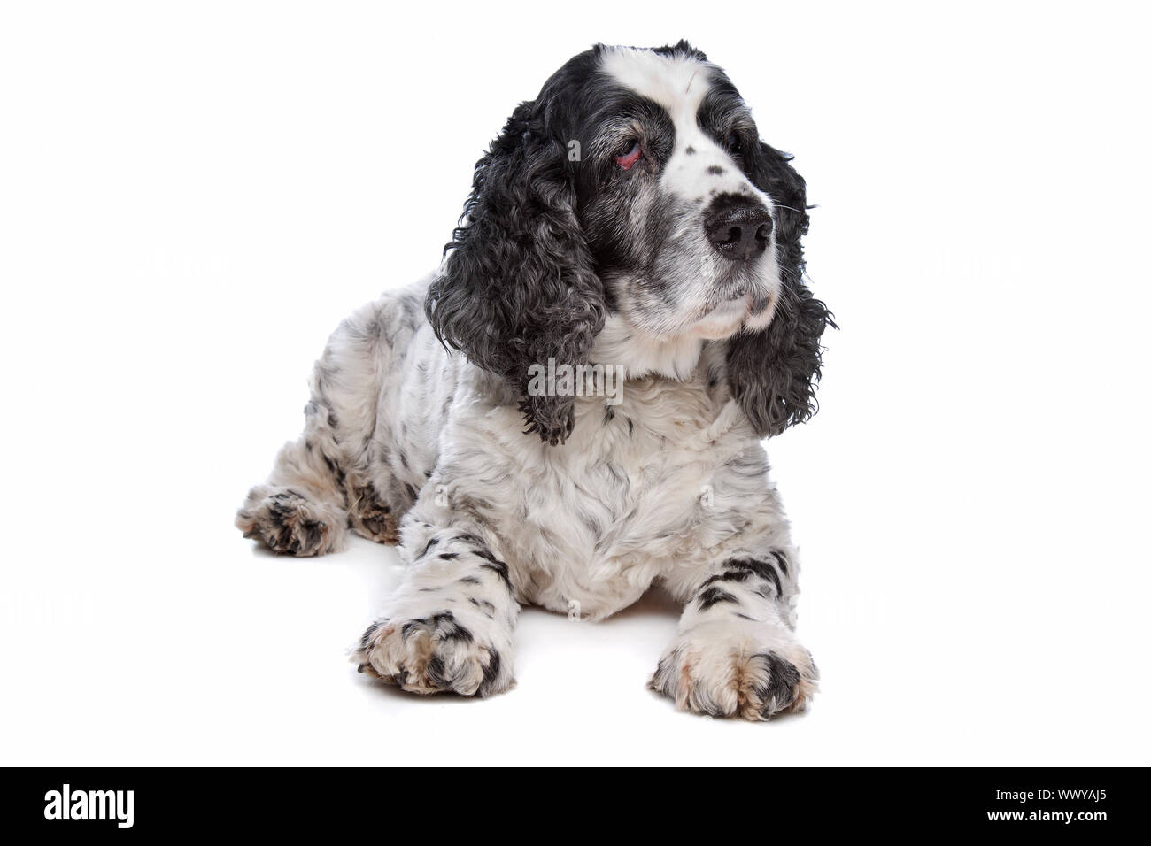 Cocker Anglais devant un fond blanc Banque D'Images