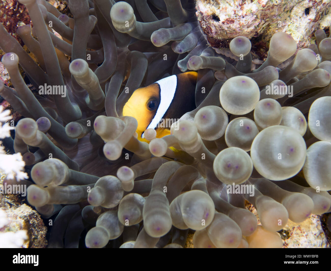 Twoband poisson clown Banque D'Images