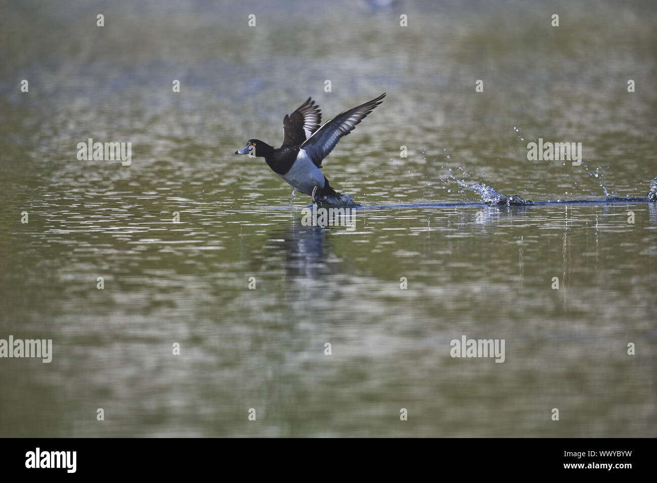 Fuligule morillon Banque D'Images
