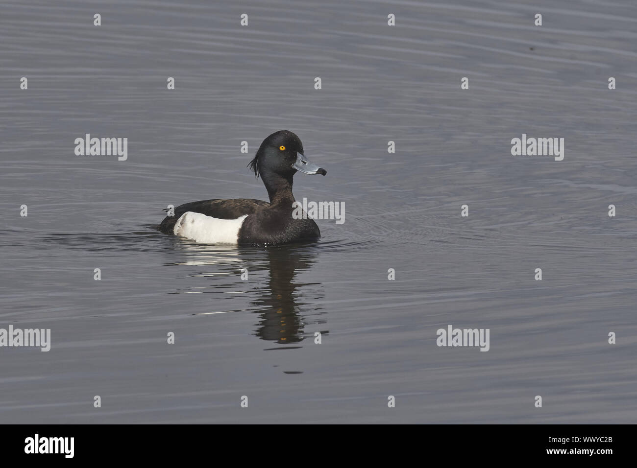Fuligule morillon Banque D'Images