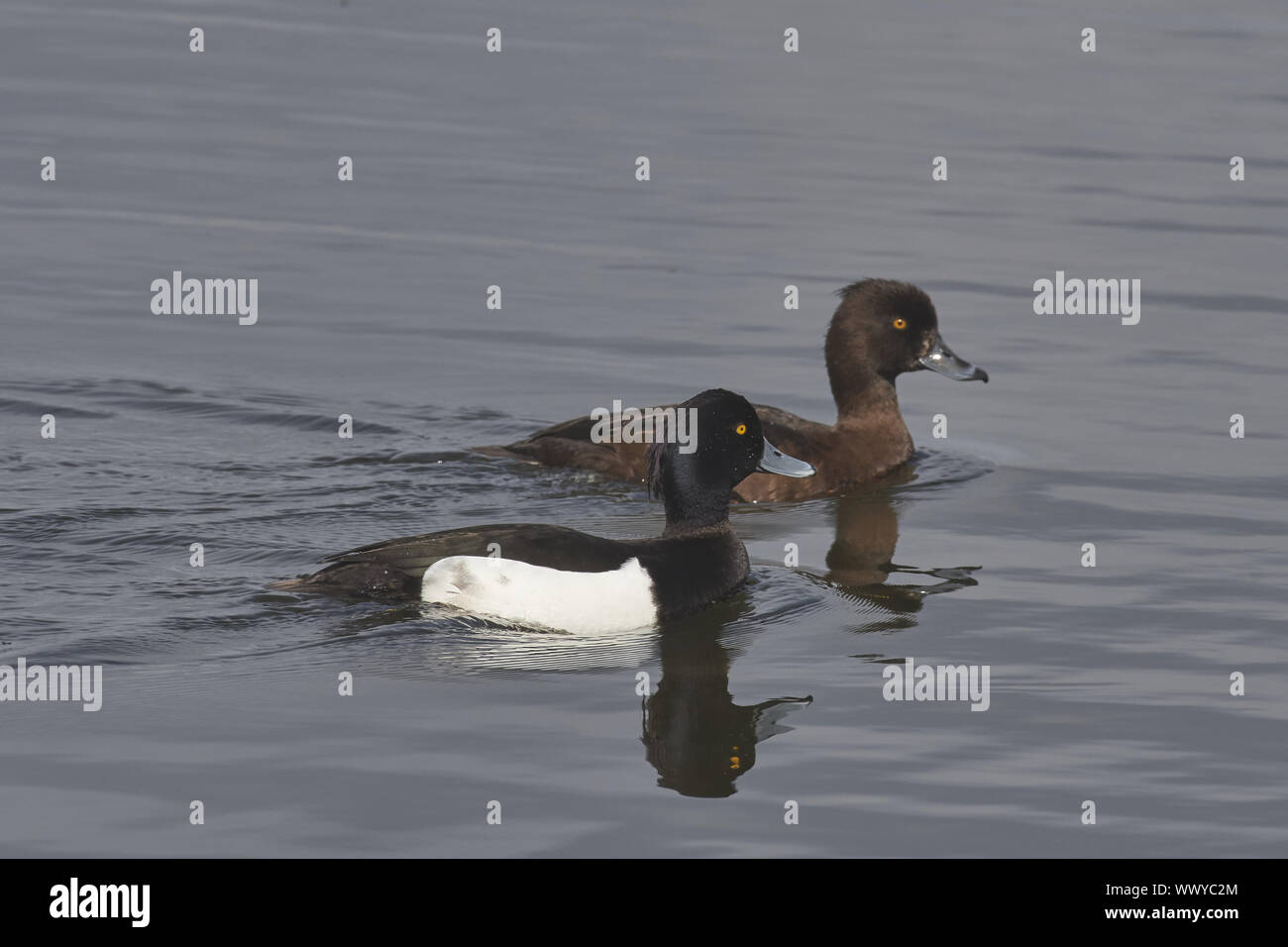 Fuligule morillon Banque D'Images