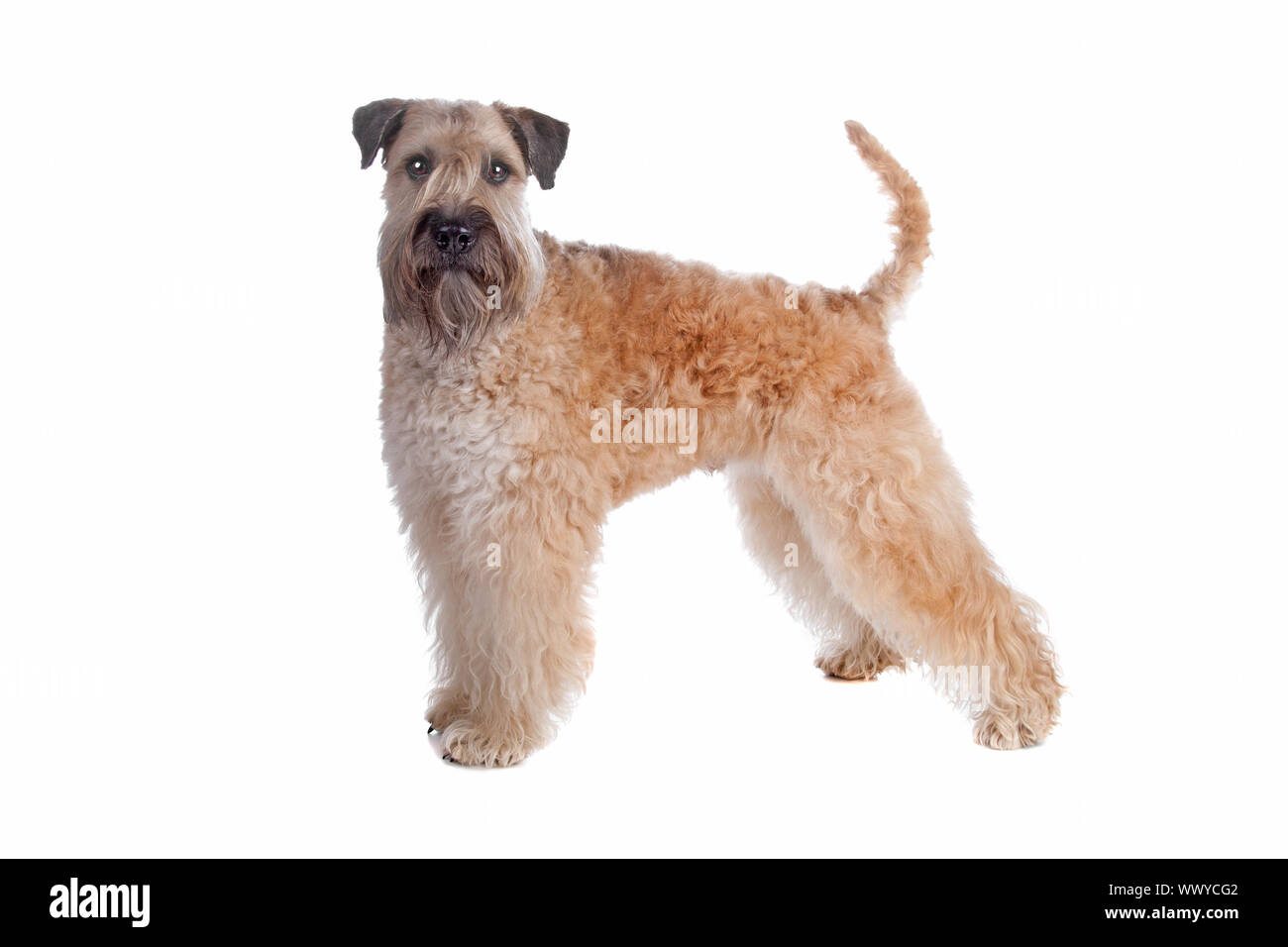 Wheaten Terrier chien isolé sur fond blanc Banque D'Images