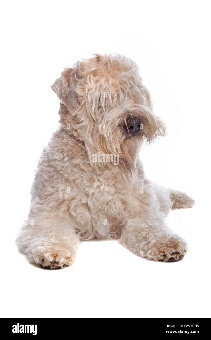 Wheaten Terrier chien isolé sur fond blanc Banque D'Images