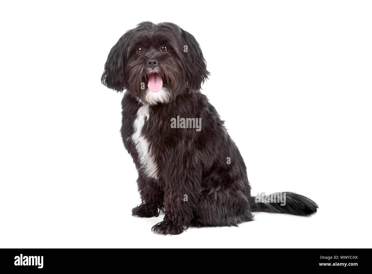 Mixed breed dog terrier tibétain et shih tzu, isolé sur fond blanc Photo  Stock - Alamy